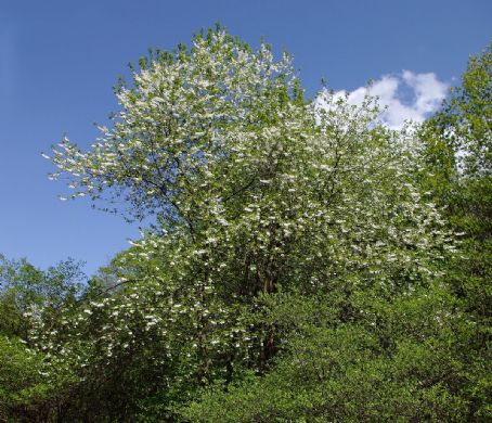 Halesia monticola