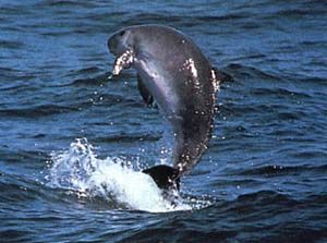 Dwarf sperm whale
