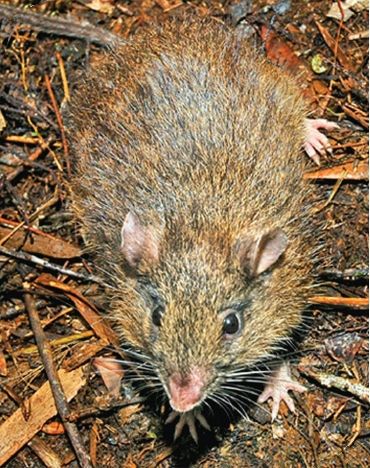 Hamiguitan hairy-tailed rat