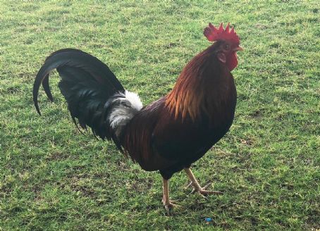 Rooster